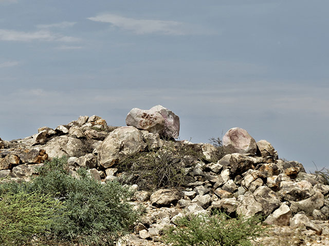 Photo Fossil Hunt