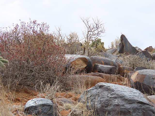 Photo Fossil Hunt