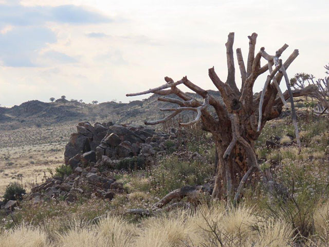Quiver Tree Hiking Trail