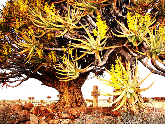 Quiver Tree Hiking Trail